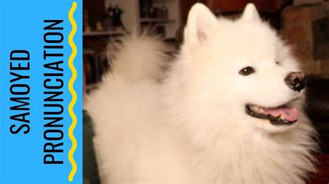 how to pronounce camaraderie|pronounce samoyed dog.